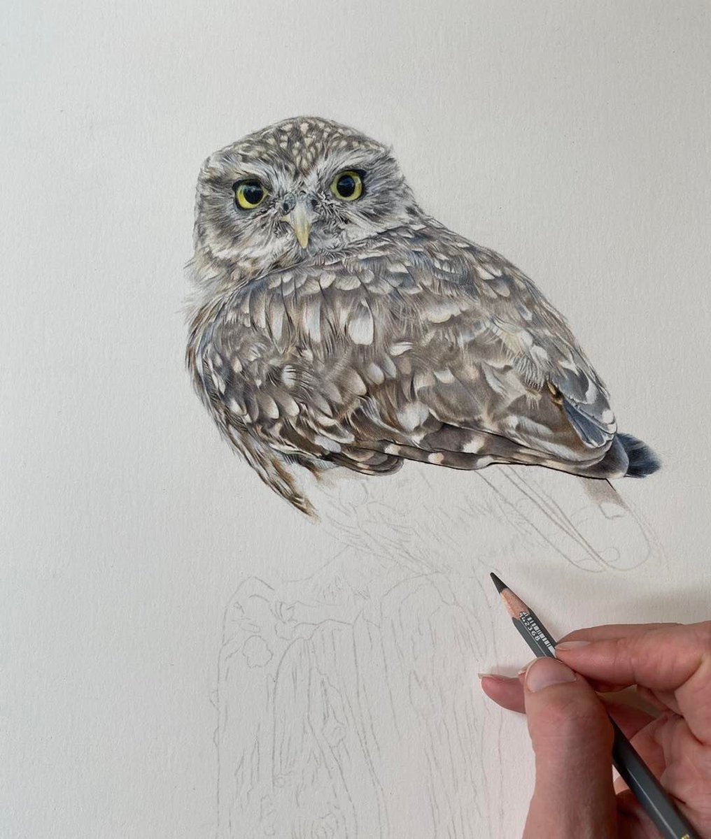 When you work on a drawing of this level of complexity and detail, it’s good to just concentrate on one section at a time. Kind of like completing a puzzle. There are so many beautiful owls here in North America, I don’t think I can wait much longer… 🪶