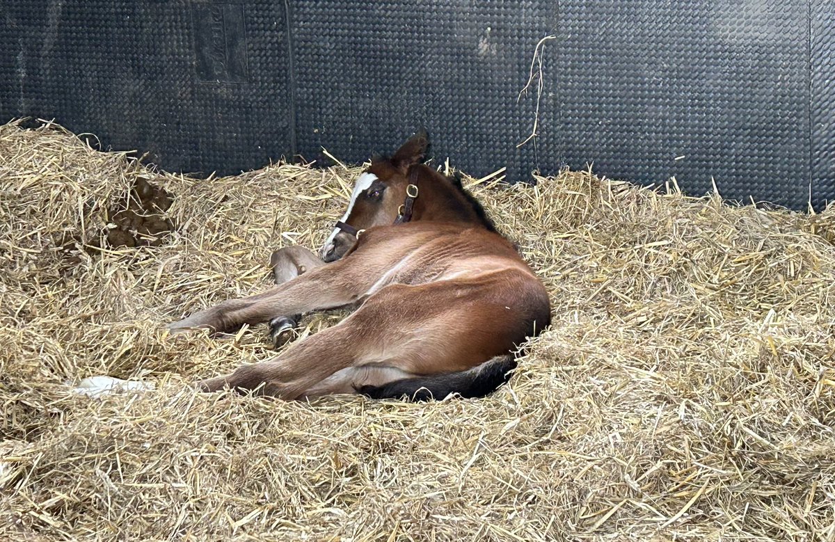 Two days old today. Without Parole ex Lady Isabel with a beautiful blue wall eye. Next back to the Milk Bar and then to bed 😁😁😁 @martleyhallstud @newsellspark #withoutparole #foals