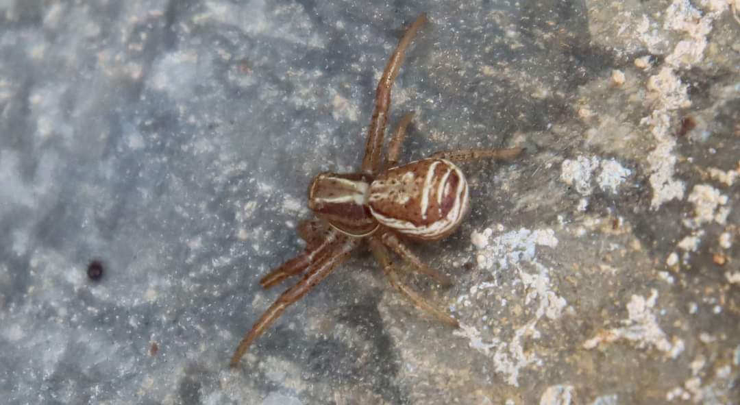 This Swamp Crab Spider was under a tin near Reedmace in the middle of Wildern Moor on 18/5 @Britnatureguide @Hants_BIC @LGSpace