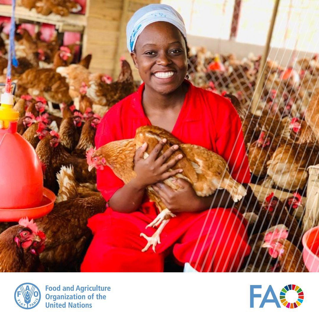 Poultry are domesticated avian species raised for eggs, meat, and/or feathers. 

These include chickens (Indigenous &amp; Commercial breeds), ducks (Muscovy &amp; mallard), turkeys, guinea fowl, geese, quail, pigeons, ostriches, and pheasants.

+🌏 There are 1600 🐣🐓breeds.
👇🏿for more.