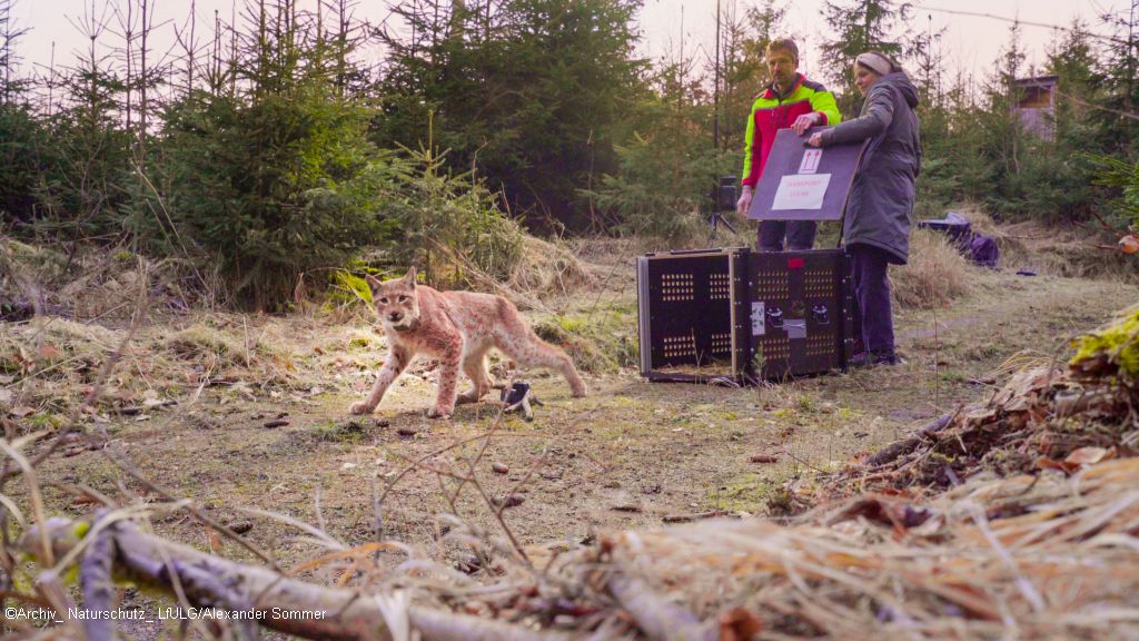 Erste #Luchse in #Sachsen ausgewildert. Damit ist ein entscheidender Meilenstein im Projekt #RELynxSachsen erreicht worden. Mehr Informationen zur Auswilderung von Nova & Juno hier 👉 sohub.io/t5o9 und auf luchs.sachsen.de #Luchs @SMEKUL_SN @Senckenberg