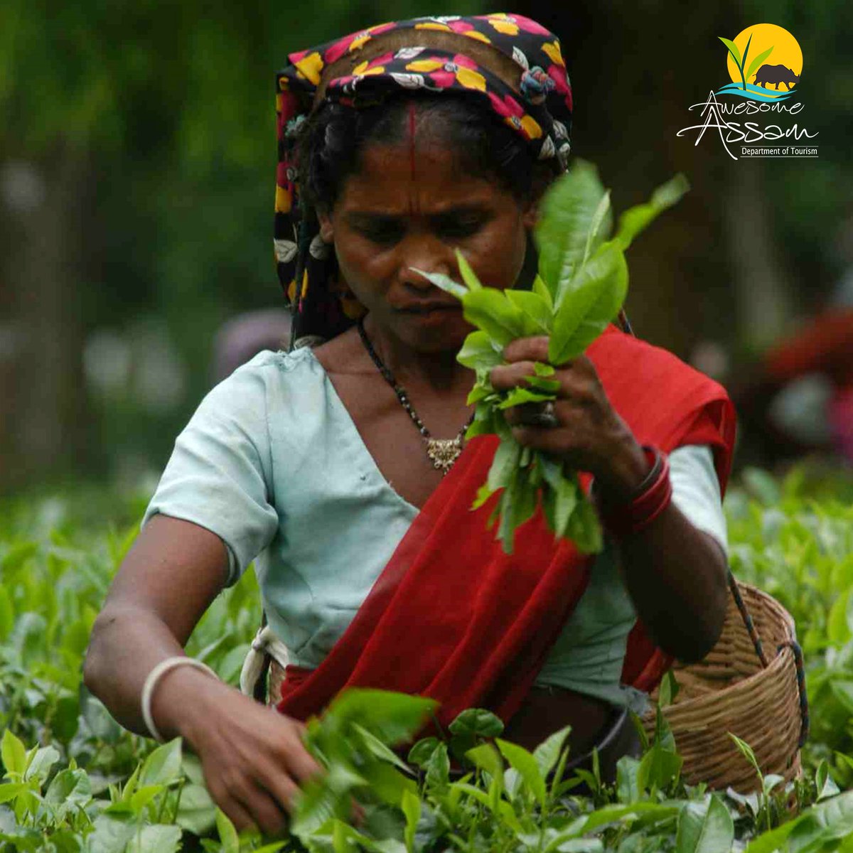 The tea leaves that make their way to your morning cup are meticulously chosen by skilled tea pluckers. Sip on freshly brewed , authentic Assam tea  and let the aroma and robust flavours awaken your senses. 

#AwesomeAssam #AssamTourism #Assam #VisitAssam #TeaLeaves #AssamTea