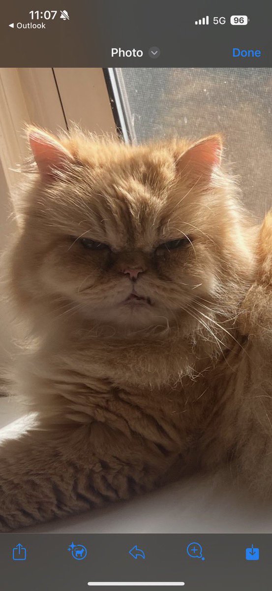 AlexWitt's tweet photo. Tigger is celebrating the start of spring. Nevermind his handsome, frowny face expression. #tigger #tuesday #whataface https://t.co/Plu81IWFNo