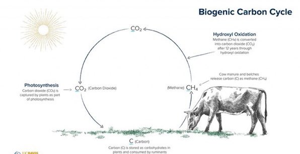 Culture_Repair's tweet image. Share meals,Local best
Enjoy returning surplus
Closing waste cycle

Remember our past
Honoring all our present
Respecting our future

In touch as nature
#Foodways all Our Tradition
#Regenerate soils

Roots as recipe
Biodiversity Queen
Nature in circle

Always harvesting,
-💚Be