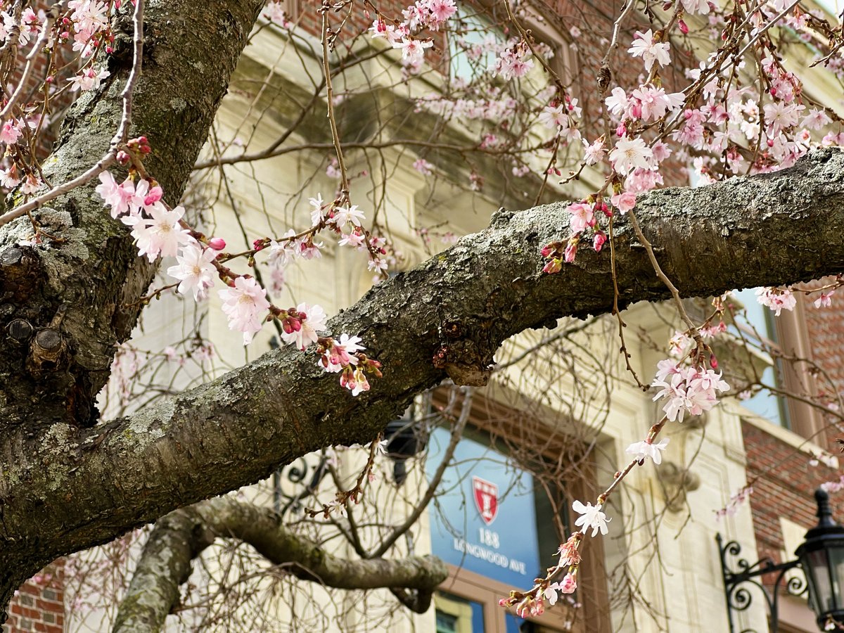 Embracing the beauty of nature on the first day of spring 🌸 #HSDM #HarvardInSpring