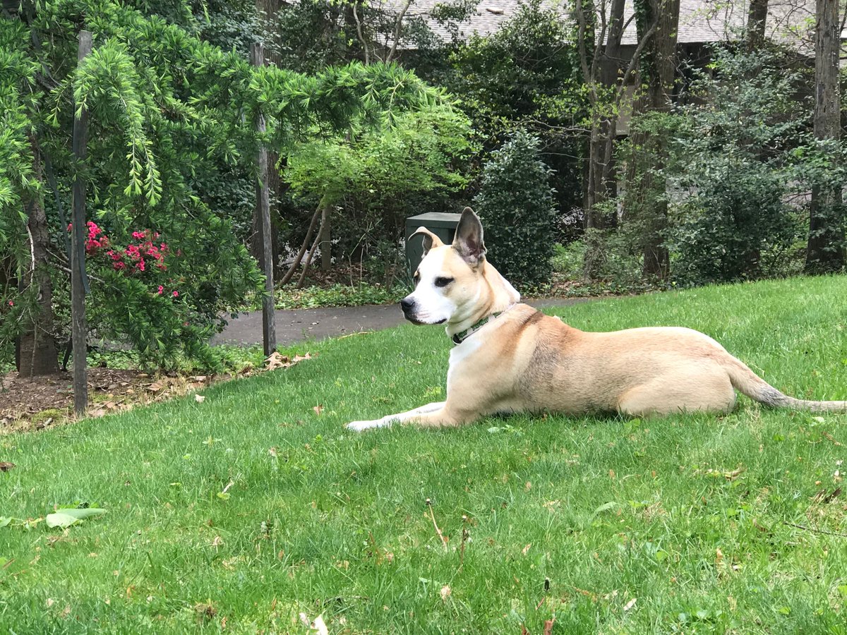 Today is National Backyard Day. How are you celebrating? We could not let the day go by without sharing a photo of Mulligan the TurfMutt enjoying her backyard. Get outside today - our backyards are where we live, work and play! #backyarding #NationalBackyardDay
