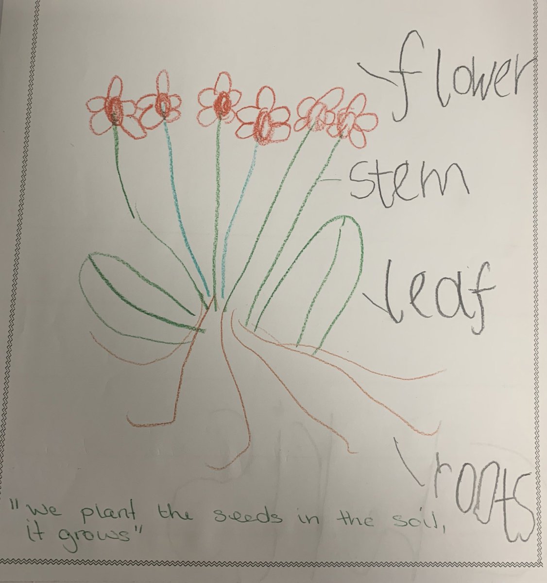 In our topic of ‘Growing and Changes’, Reception Class decided we wanted to investigate plants further. On each table we had a plant that we could touch and explore to find out the difference between the parts. We did an observational drawing of our plant with captions.🪴 @clpe1