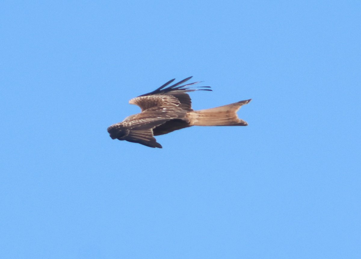 19 March. Tyninghame. 3500 Pinkfeet in the bay with 4 Barnacles and 5 (2ad 3juv) European White-fronted Geese. 2cy Red Kite flew W, pair Pintail, 7 Greenshank, 17 Whooper Swans (+12NW later) @birdinglothian