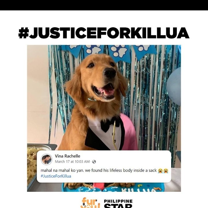 kristal_MWE's tweet photo. Another innocent and good dog is killed by this evil people,first Killua, Now Erika, they didn't deserve to die that way, I hope this two person rot in jail for what they did to this angels. 

#JusticeForErika
#JusticeForKillua https://t.co/nXUPRDFBHI