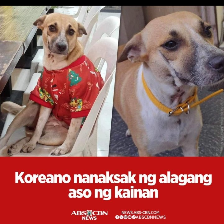 kristal_MWE's tweet photo. Another innocent and good dog is killed by this evil people,first Killua, Now Erika, they didn't deserve to die that way, I hope this two person rot in jail for what they did to this angels. 

#JusticeForErika
#JusticeForKillua https://t.co/nXUPRDFBHI
