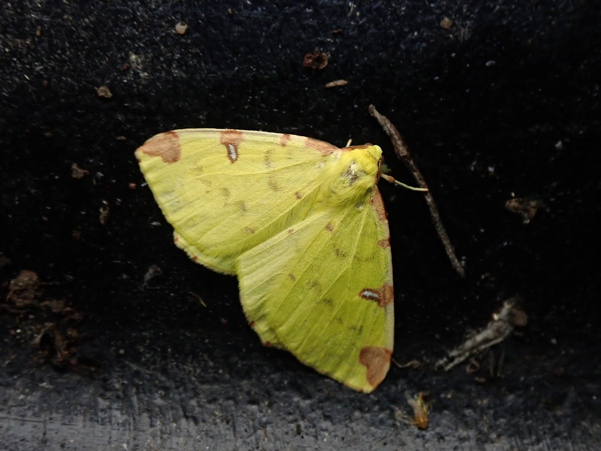 Another very early moth emergence - this Brimstone from the garden trap last night is my earliest here by 12 days, and might be the earliest Glamorgan record too. #MothsMatter #WildCardiffHour