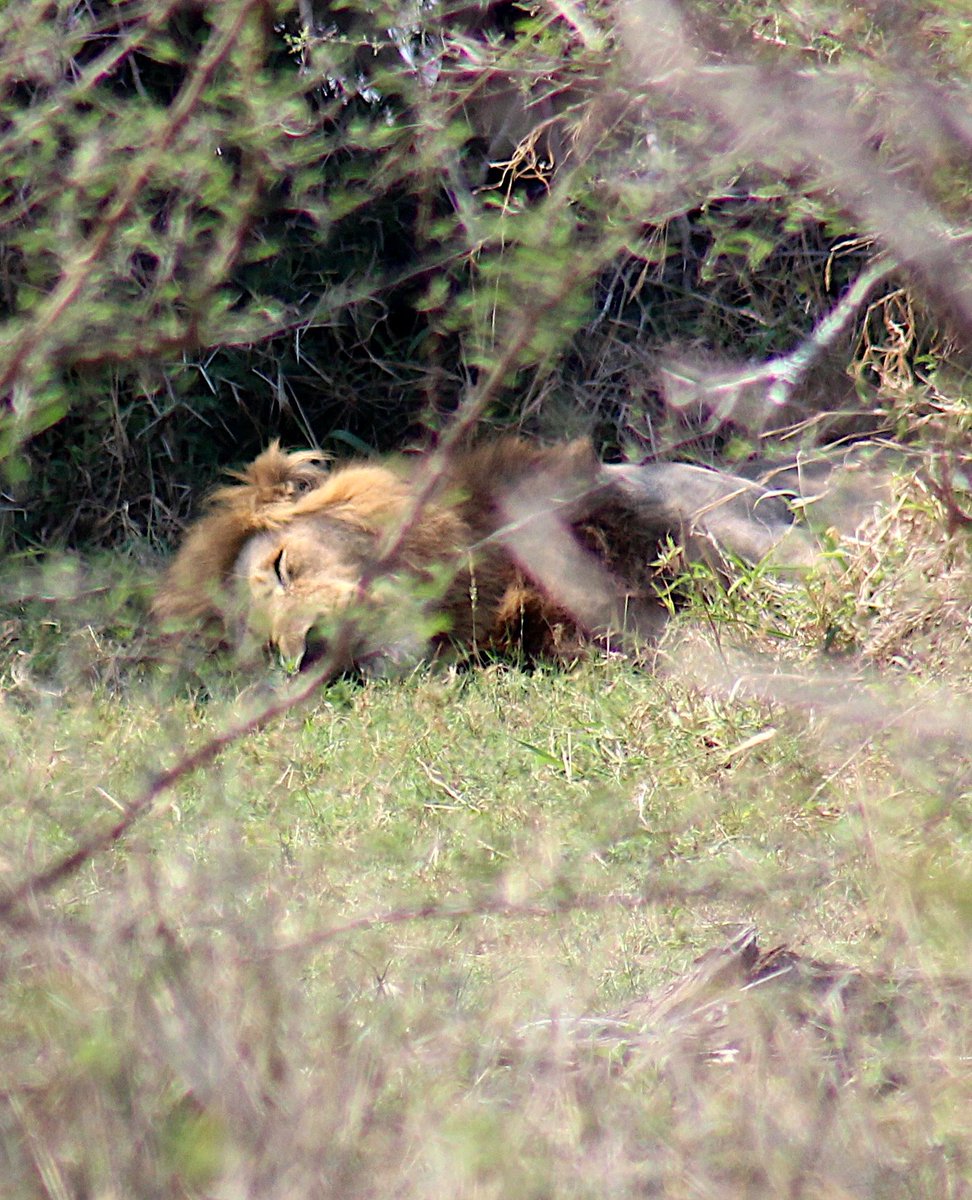 Caught sleeping on the job!😳 ...being majestically fabulous takes it out of you... #LionPrideSafari, #KingOfTheJungleVibes, #AfricanWildlifeAdventures, #KrugerParkMajesty, #FabulousFauna, #RoarLikeALion, #SafariDreams