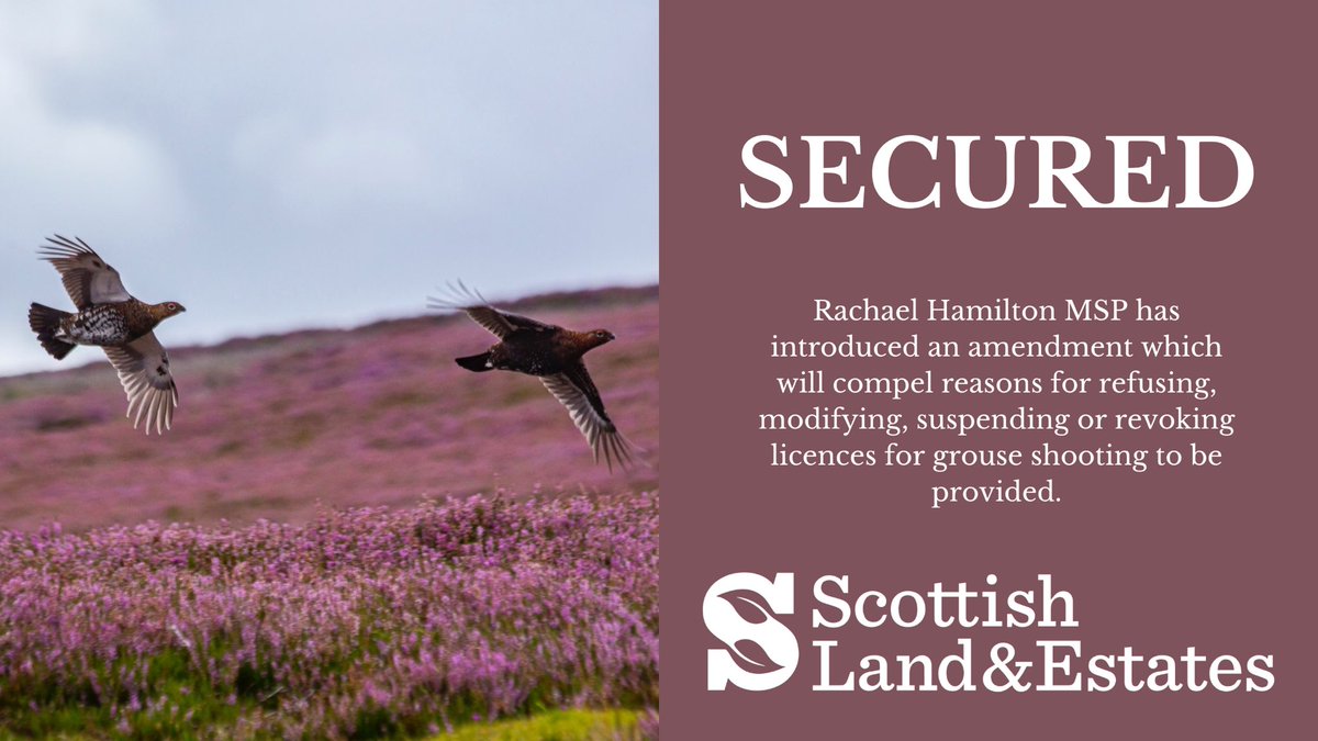 At stage 3 of the Wildlife Management & Muirburn, @Rachael2Win has successfully introduced amendments which will ensure that NatureScot provide reasons for refusing, modifying, suspending or revoking a licence to shoot grouse.