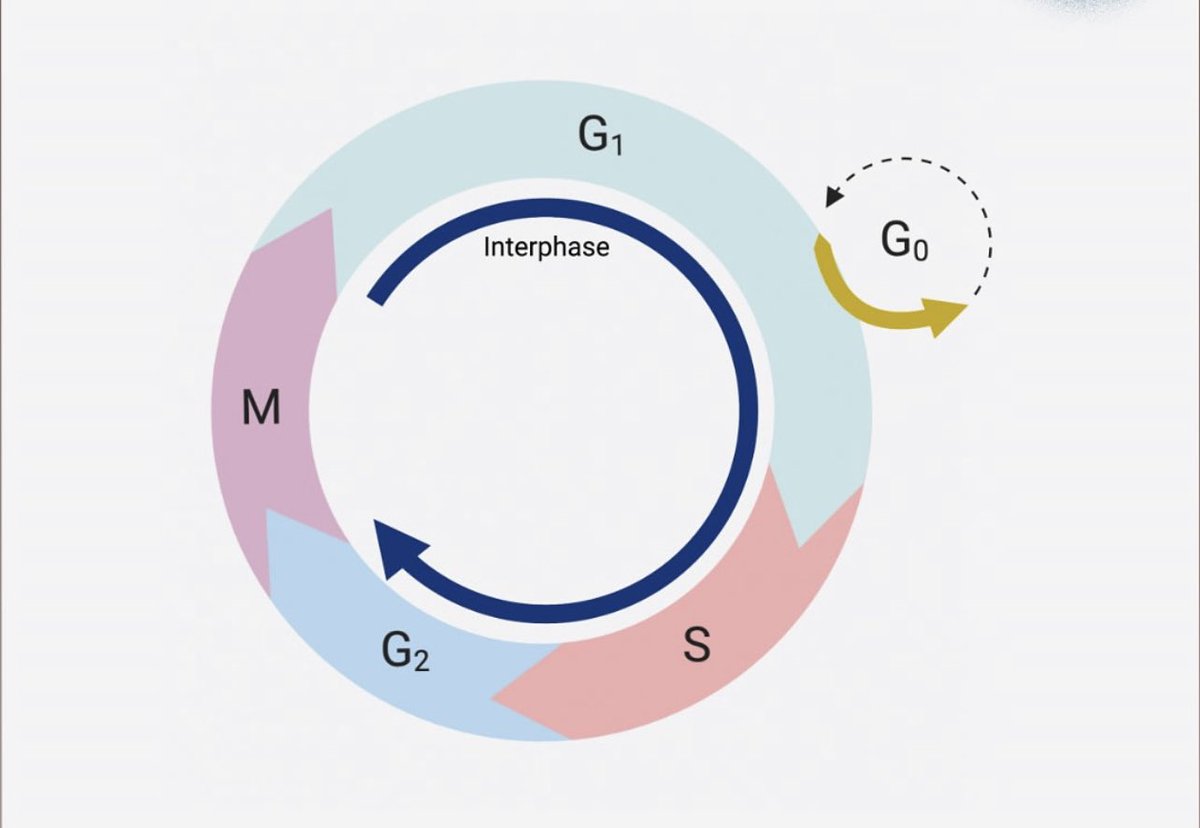 DrMedica_13's tweet image. "Image-based question: 

Which phase of the cell cycle is most radioresistant?

A. G1-S
B. G2
C. G2-M
D. S

#CellCycle #RadiationBiology #MedEd"
