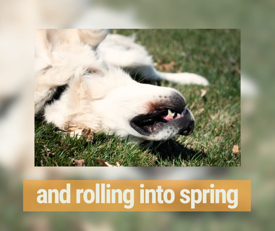 Barney's got the right idea. Happy first day of spring!