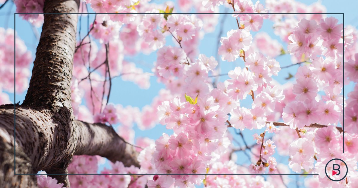 🌺🌷 Springtime is here! Ready to blossom🌼 professionally and cultivate new skills? Discover our array of courses and programs blooming at bisk.com/programs/or biskamplified.campusteck.com #FirstDayOfSpring #Bisk #onlineeducation #SpringHasSprung #opportunities @biskeducation