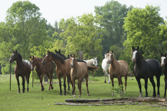 Unemployed horses at the Beyonce auditions for act III.