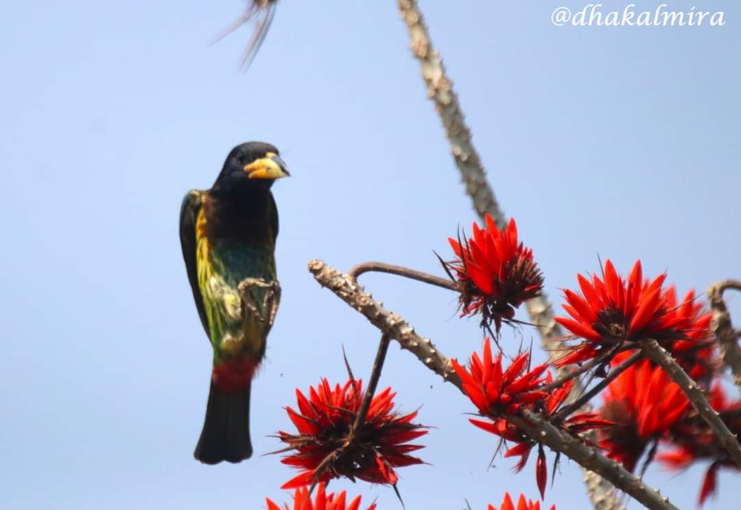 dhakalmira's tweet photo. Capturing Different poses of #GreatBarbet #CoralTree #TheJoyOfSmallThings न्याउली चरी #Birdwatching #BirdsOfPokhara #BirdsOfNepal
Poses: #Attention #TurnRight #TurnLeft #WingsUp
respectively. https://t.co/YeN0WRuNGe