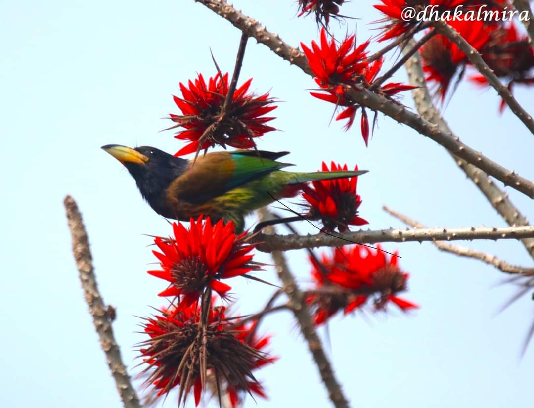 dhakalmira's tweet photo. Capturing Different poses of #GreatBarbet #CoralTree #TheJoyOfSmallThings न्याउली चरी #Birdwatching #BirdsOfPokhara #BirdsOfNepal
Poses: #Attention #TurnRight #TurnLeft #WingsUp
respectively. https://t.co/YeN0WRuNGe