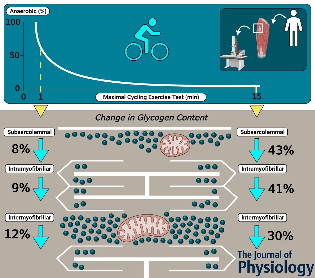 New article from my PhD in @JPhysiol! physoc.onlinelibrary.wiley.com/doi/full/10.11… We compared utilization of the three subcellular pools of glycogen during 1- and 15-min maximal exercise. 1/5