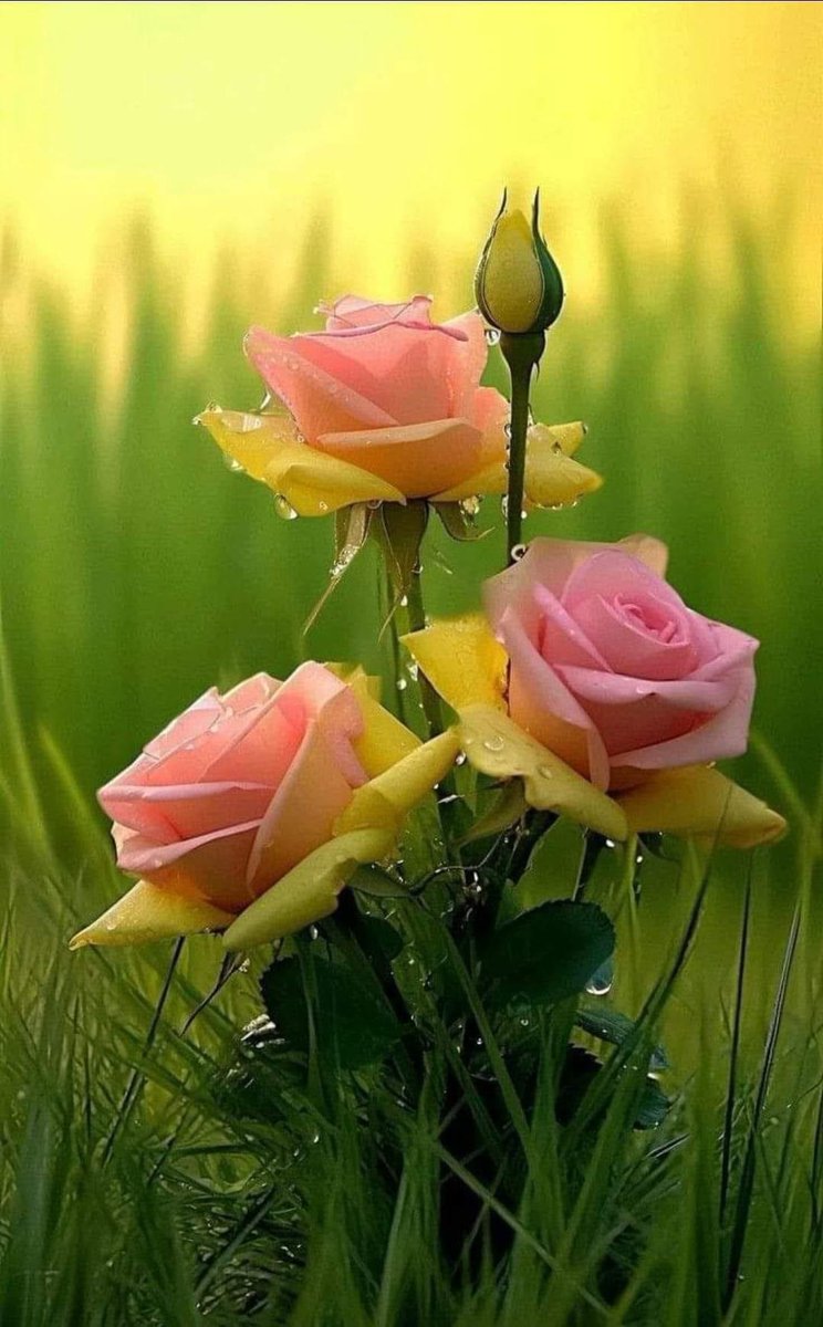 هناك دوماً حب قصته 
لا تحكى ولا تكتب

هو حكاية قدر جميله
تصادفك مرة واحدة لا تتكرر

وتبقي أجمل حكاية إن استمرت
او حتي إن انتهت

تبقي ساكنة في أعماق روحك كعطر ورد
ان غفوت ايقظتك

وتبقي في القلب ك عزف لحن جميل 
إن تخمدت المشاعر ينعشك

ذلك هو الحب الصادق الذي لا يلوثه شئ ...!