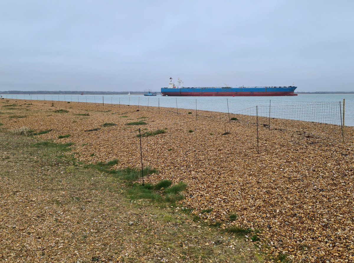 Earlier today, RSPB staff & local volunteers erected the seasonal Ringed Plover nesting fence at Calshot in the Solent. This year (year 2 at this site) a small but important part of the beach will be closed to allow Ringed Plovers to nest. 1/