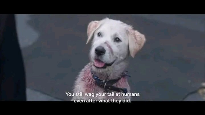 I hope animal abusers suffers the same maltreatment they do towards animals, if not... karma will play its game and double it.

#JusticeForKillua
#JusticeForErika
#StopAnimalCruelty