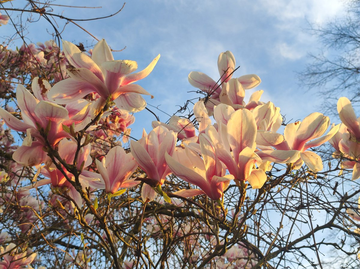 Malineonline's tweet photo. Jamais je ne le lasserai de cet arbre ! #MagnoliaForEver https://t.co/Mo2qc7dc1J