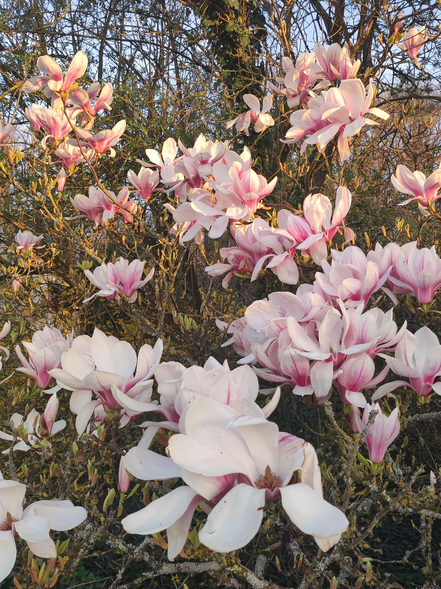 Malineonline's tweet photo. Jamais je ne le lasserai de cet arbre ! #MagnoliaForEver https://t.co/Mo2qc7dc1J