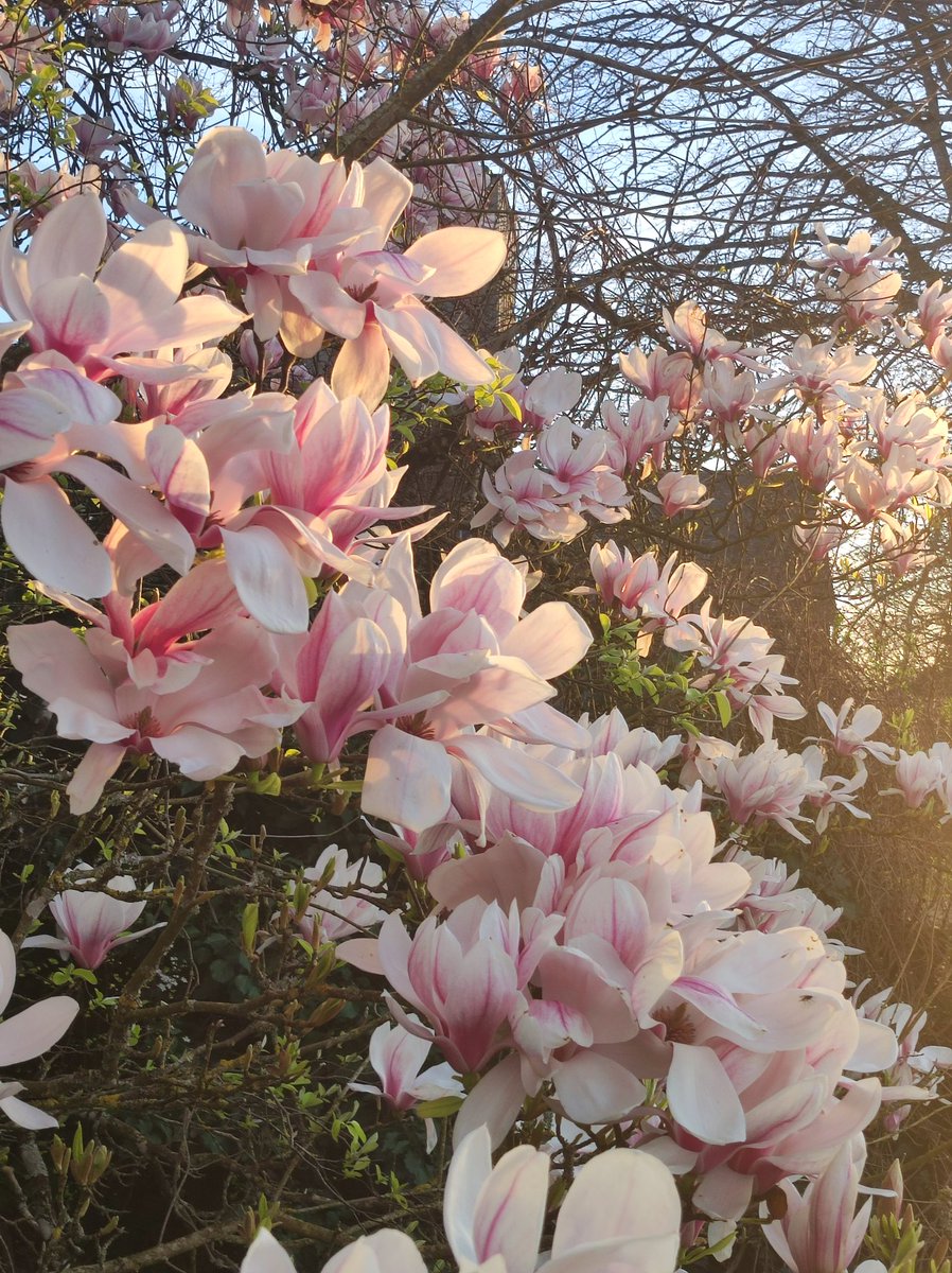 Malineonline's tweet photo. Jamais je ne le lasserai de cet arbre ! #MagnoliaForEver https://t.co/Mo2qc7dc1J