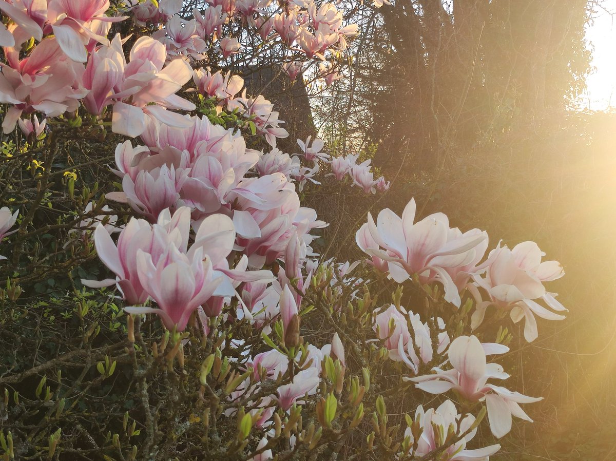 Malineonline's tweet photo. Jamais je ne le lasserai de cet arbre ! #MagnoliaForEver https://t.co/Mo2qc7dc1J