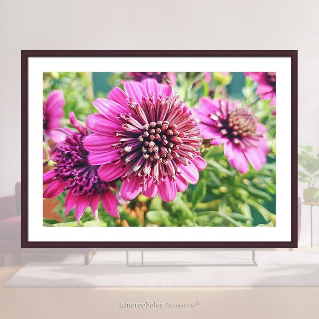 Bloom your day. The Dimorphotheca fruticosa flower specie, known as White trailing daisy or Shrubby Daisybush. Prints at buff.ly/4cqD46D @marco5ales #photography #flowers #spring #wallart #pink #prints