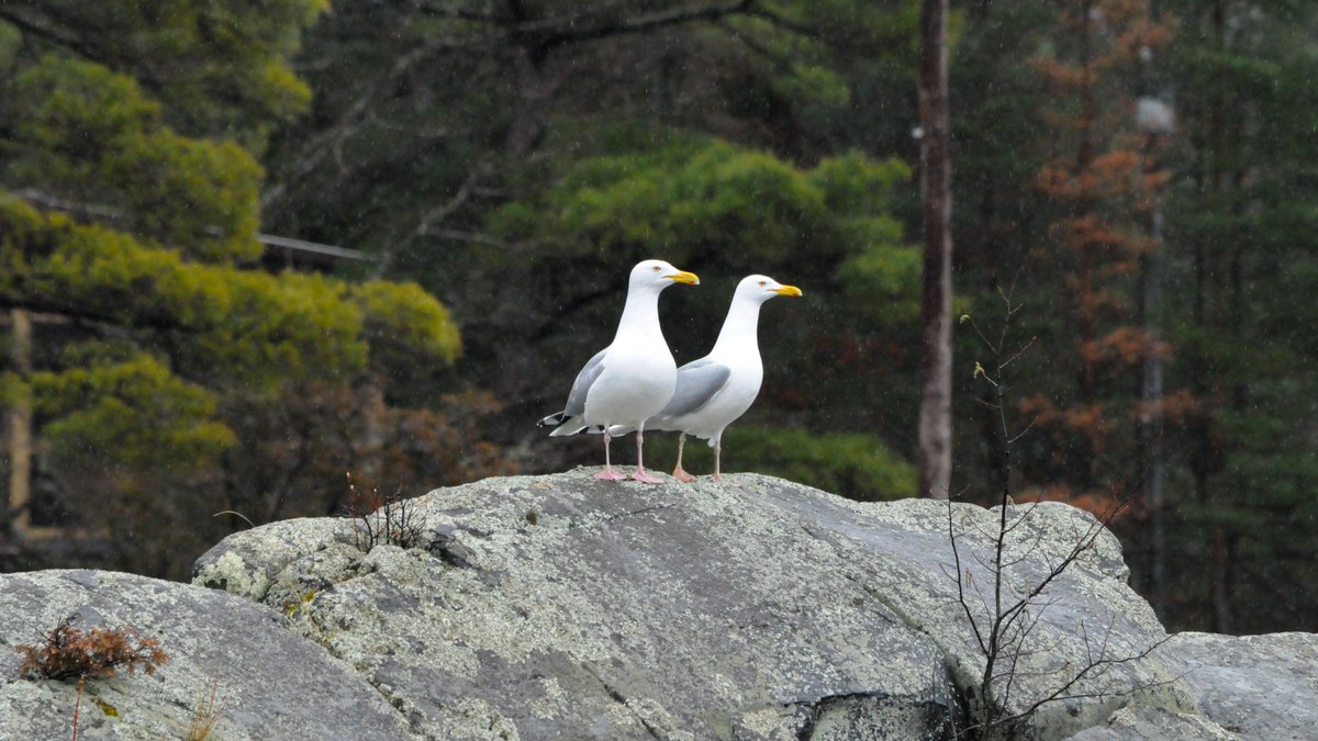 Happy First Day of Spring! Just in the last few weeks we’ve noticed some of the earlier-arriving spring migrants around the park: Canada Geese, Herring Gulls, Red-winged Blackbirds, & American Robins. Have you noticed any signs of spring or new birds in your area recently?