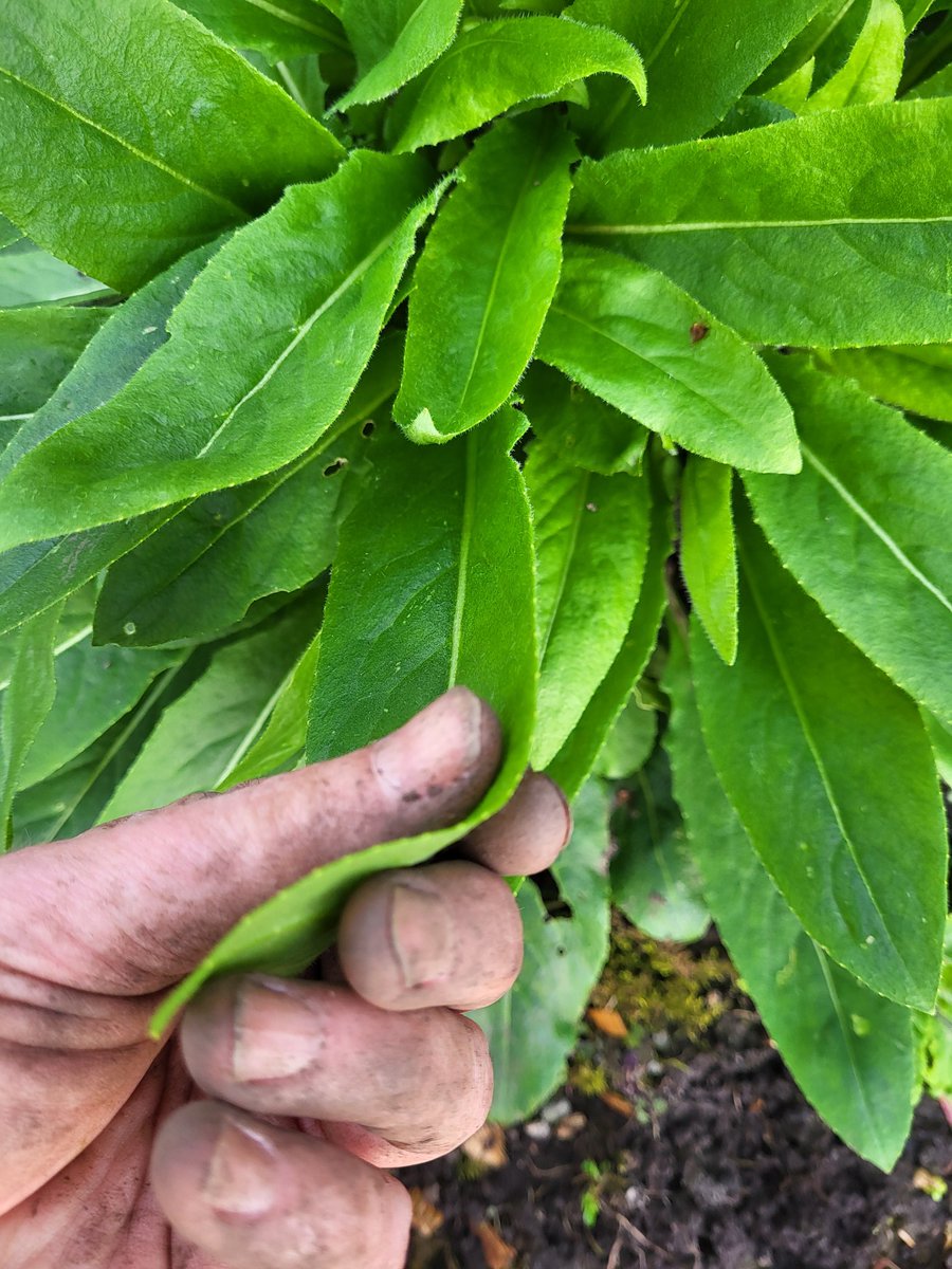 Can anyone help identify this. It's probably just a weed but looks very happy in a slightly shady spot. Thin soft leaves.