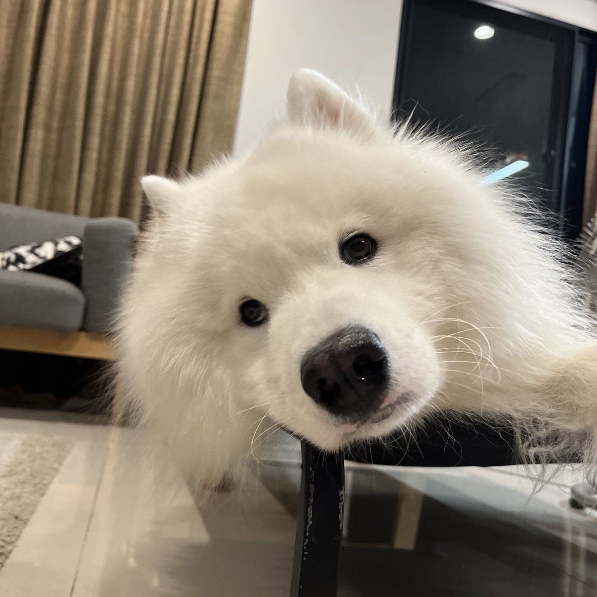 Happy birthday to porche 🐻‍❄️🤍