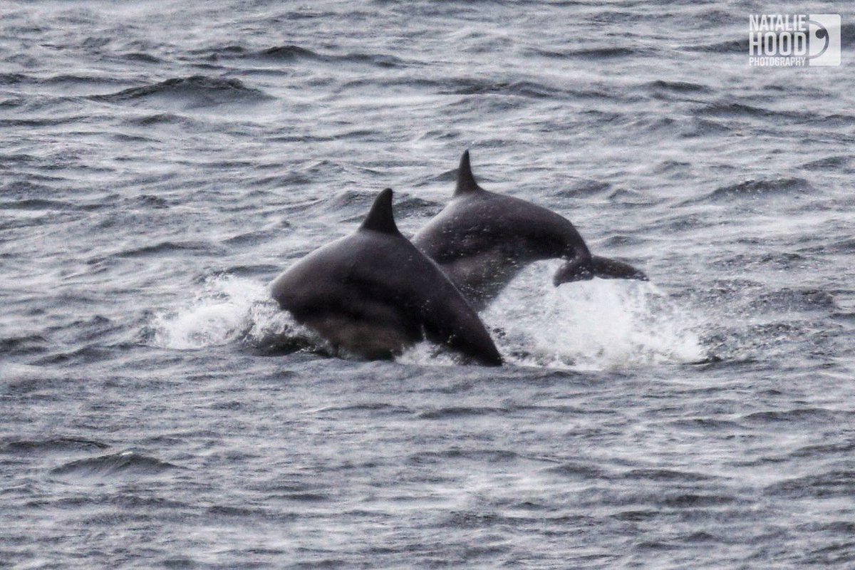 NatalieAHood's tweet photo. I don’t think I’ve ever seen the amount of dolphins in #Aberdeen as there were today! Not the best shots but probably the best photos I’ve ever managed to get of them all to date too 🐬 🌊 ❤️
#DolphinsABDN https://t.co/PoMDmYOrxu