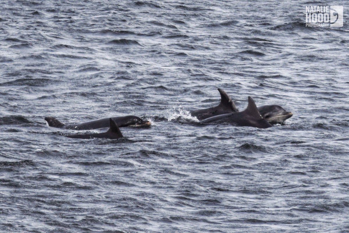 NatalieAHood's tweet photo. I don’t think I’ve ever seen the amount of dolphins in #Aberdeen as there were today! Not the best shots but probably the best photos I’ve ever managed to get of them all to date too 🐬 🌊 ❤️
#DolphinsABDN https://t.co/PoMDmYOrxu