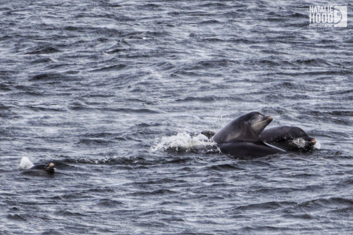 NatalieAHood's tweet photo. I don’t think I’ve ever seen the amount of dolphins in #Aberdeen as there were today! Not the best shots but probably the best photos I’ve ever managed to get of them all to date too 🐬 🌊 ❤️
#DolphinsABDN https://t.co/PoMDmYOrxu