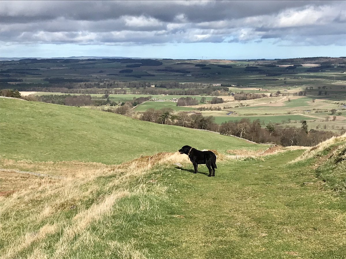 A bit of a trudge up to the grouse moors around Humbleton Hill (Wooler) then around the west side of the hill before dropping back down a lovely grassy track - lots of skylarks & one curlew - felt like spring🤞