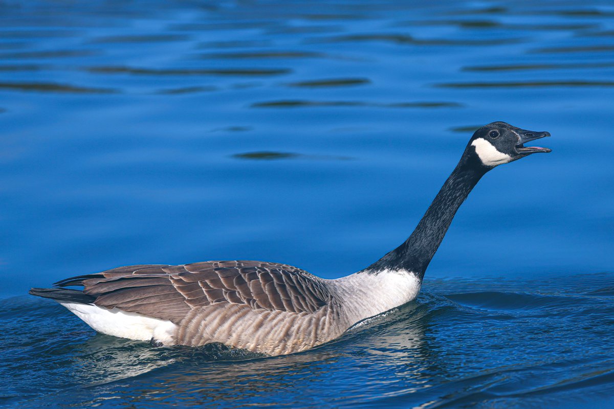 Tonight’s thread, singing 🎵 or screaming 😂 I’ll start with this Canadian 🇨🇦 goose