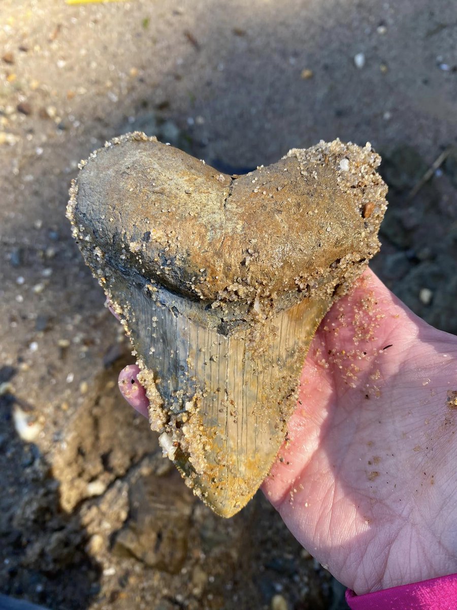 A five-inch megalodon! I've been fossil hunting for close to ten years now, and I've never found a tooth this size before!