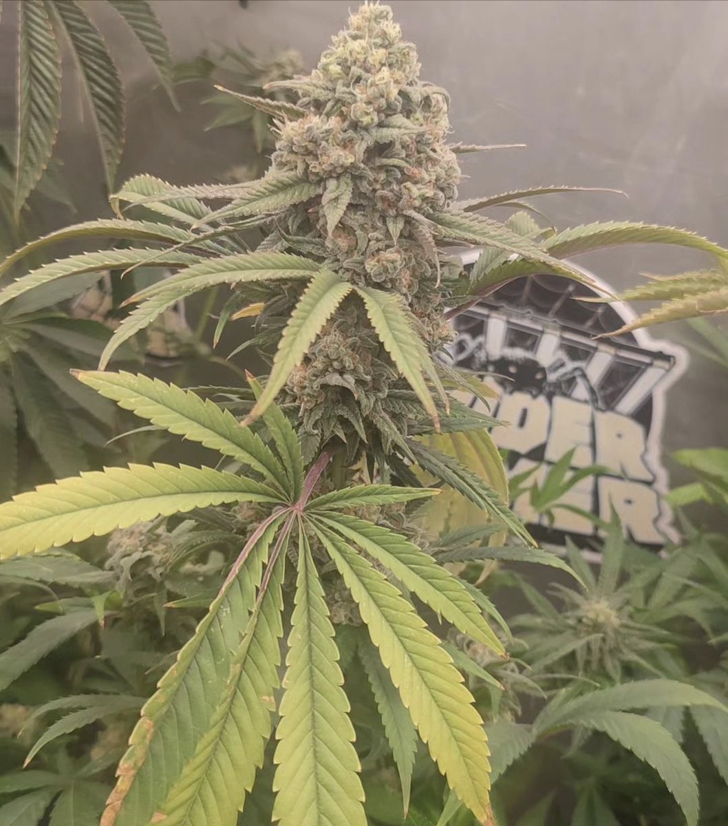 cannaboomslbruj's tweet photo. Llena tu jardín de pura magia con #lapociondelbrujo #fullcrem https://t.co/JTivK15uvs