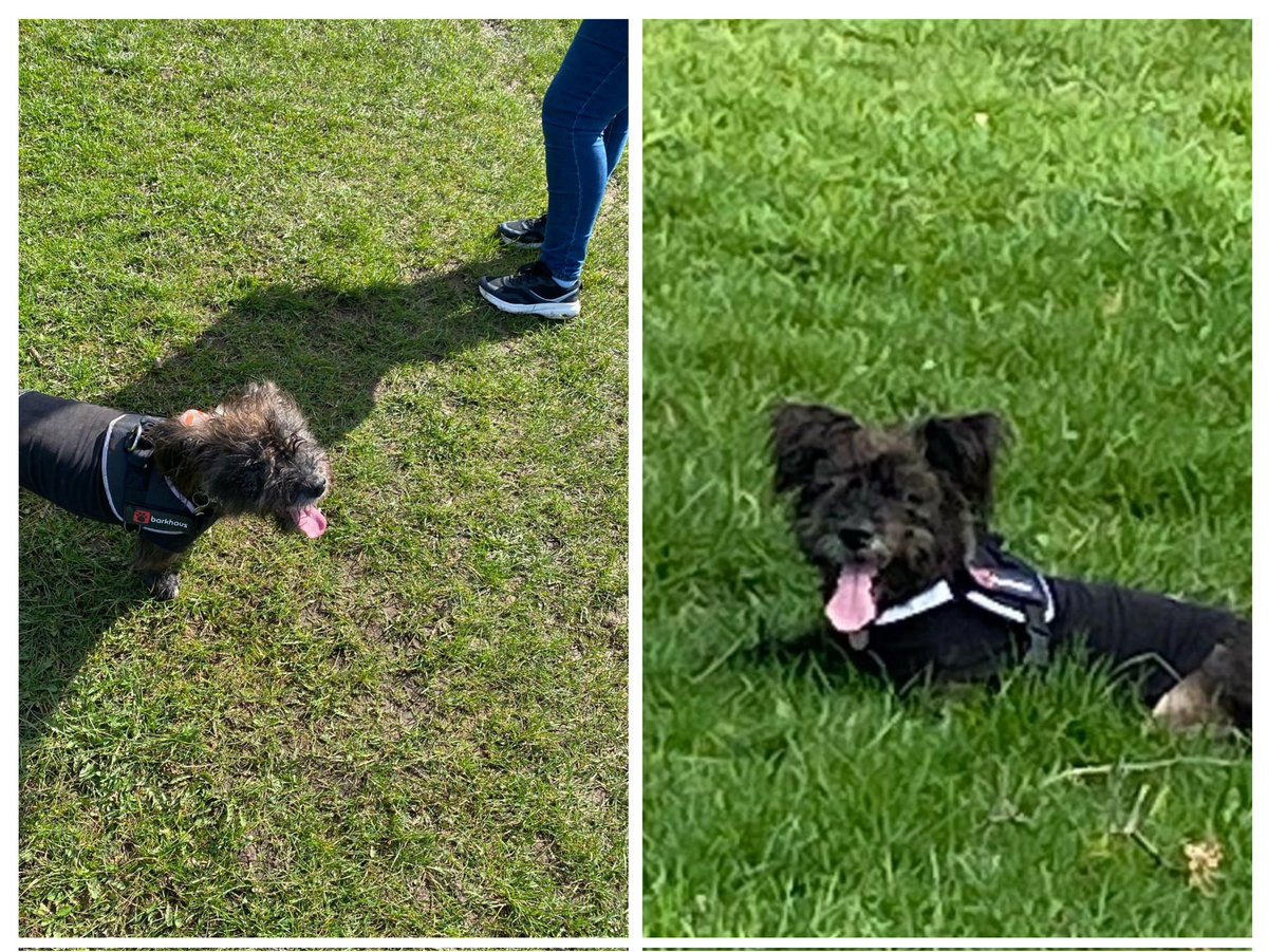 Happy #TongueOutTuesday frens. Me mostly been chasing me ball and barking today !! 🤗❤️❤️🥎