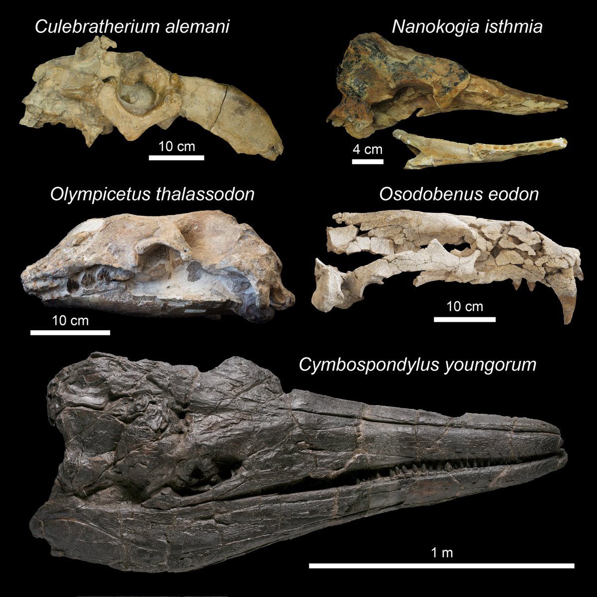 Jorge Velez-Juarbe tweet media