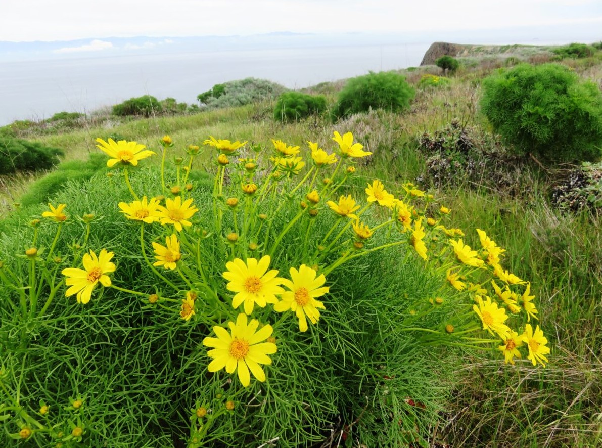 Channel Islands NPS tweet media