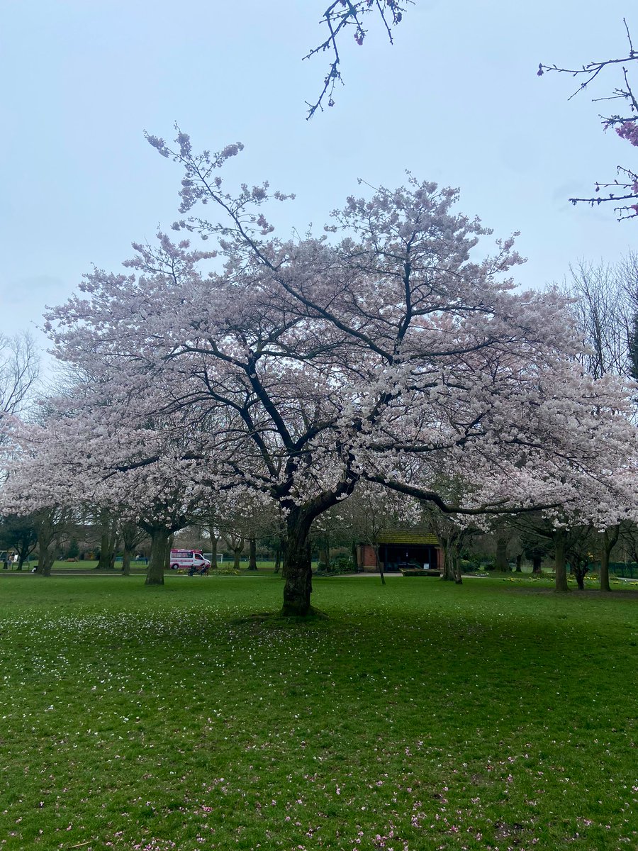 Blossom is blossoming #DidsburyPark