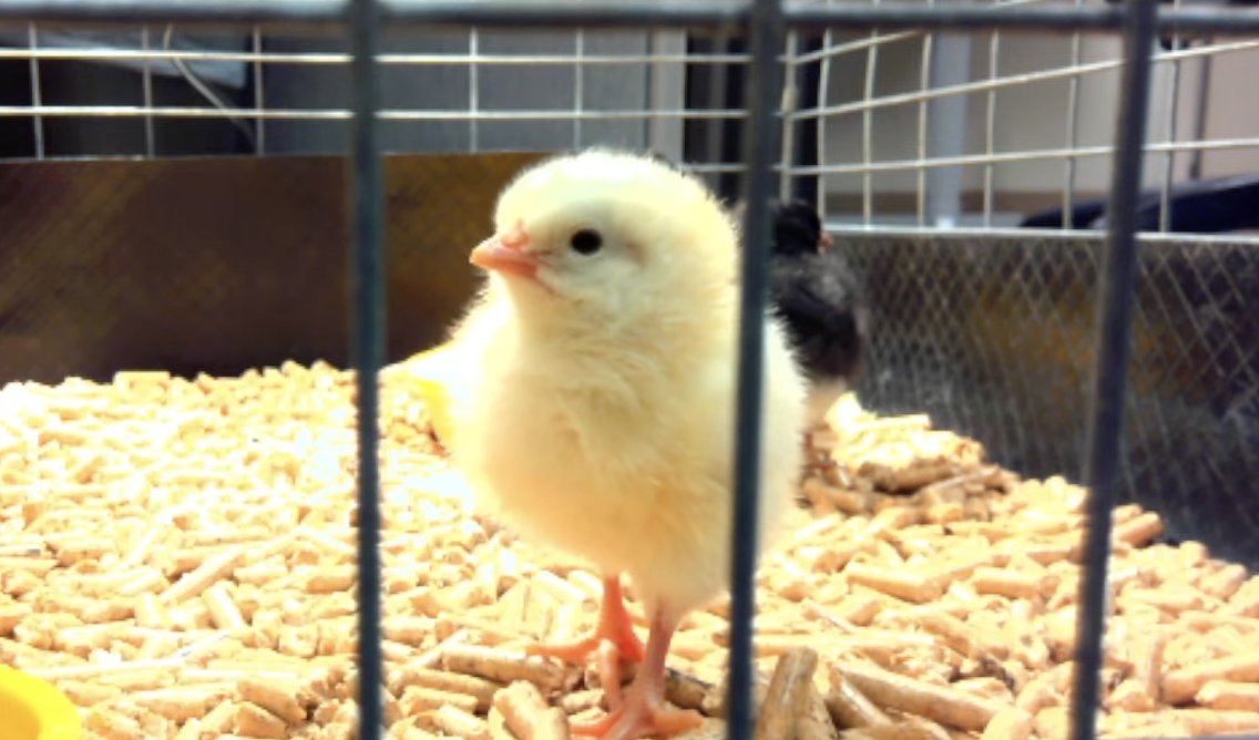 Don't miss out on the cuteness overload! Tune in to our Hatch Cam and watch as adorable baby chicks in the brooding box interact with each other. Plus, experience the thrill as some late-hatching eggs crack open, adding to the excitement: bit.ly/3yhGs0D 🐣