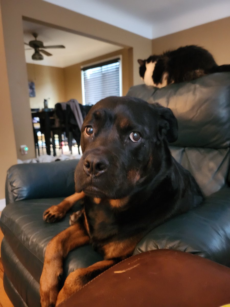 tiffksmithx's tweet photo. This is right after the cat smacked TF out of Xena. Xena looks so hurt 😂 https://t.co/OFsjPU1cbg