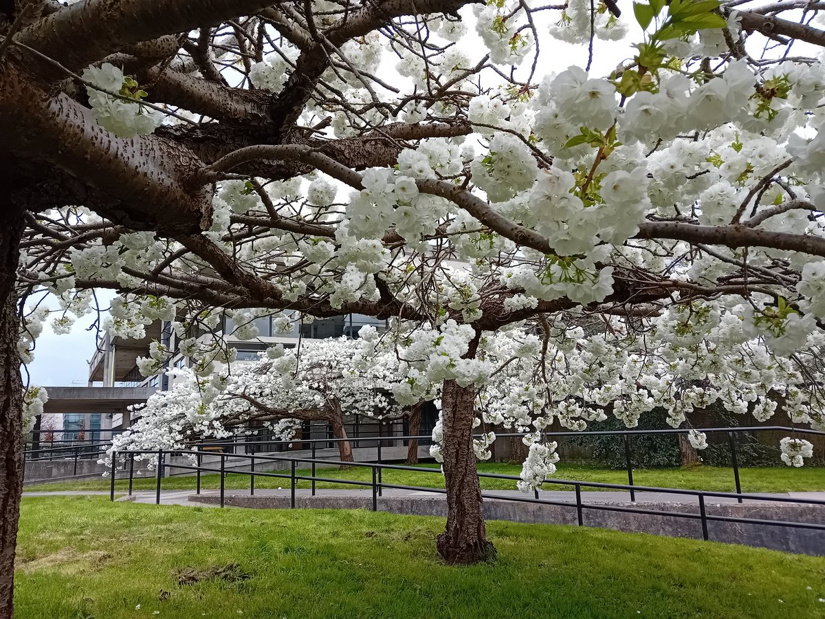 And Belfield presents its wonderful spring outfit 🌱😍🌱 #ucd #trees #spring