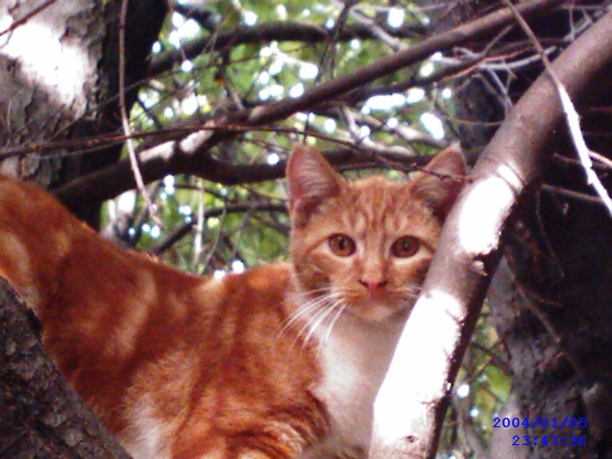 Gracie St. Ives tweet media